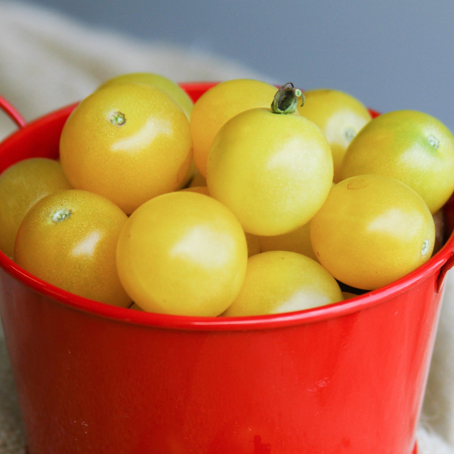 White cherry tomato from MIgardener, showcasing small, round, white tomatoes on the vine. Perfect for salads and snacking.