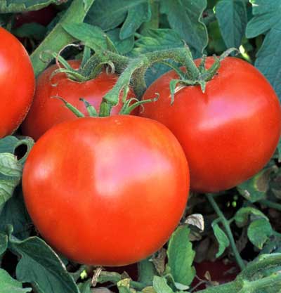 Wisconsin 55 Tomato by MIgardener, ripe red tomato with smooth skin, fresh and ready for harvest.