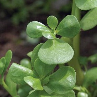 Fresh green purslane leaves from MIgardener's unique greens collection, showcasing vibrant, edible herb foliage.