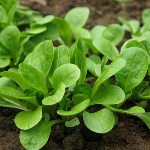 Mache Corn Salad - Blessings Grow Meadows