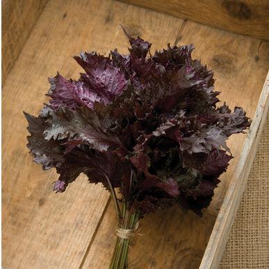 Fresh red shiso leaf from MIgardener's unique greens collection, showcasing vibrant red and green foliage on a plant.