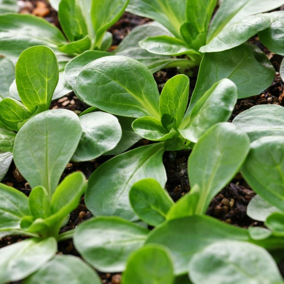 Fresh Vit Mache leaves from MIgardener's Unique Greens collection, showcasing vibrant green, tender leafy greens.