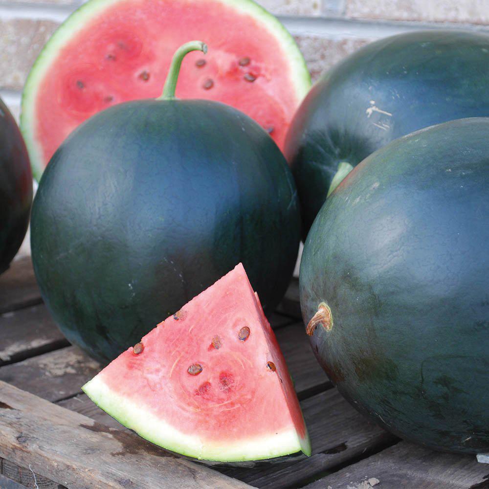 Black Diamond Watermelon by MIgardener, fresh green rind with vibrant red flesh and black seeds, ready for harvest.