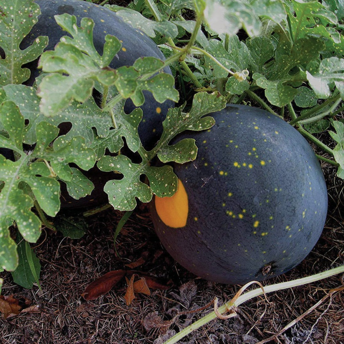 Fresh MIgardener Moon and Stars Watermelon with bright green rind and distinctive moon and star patterns on the surface.