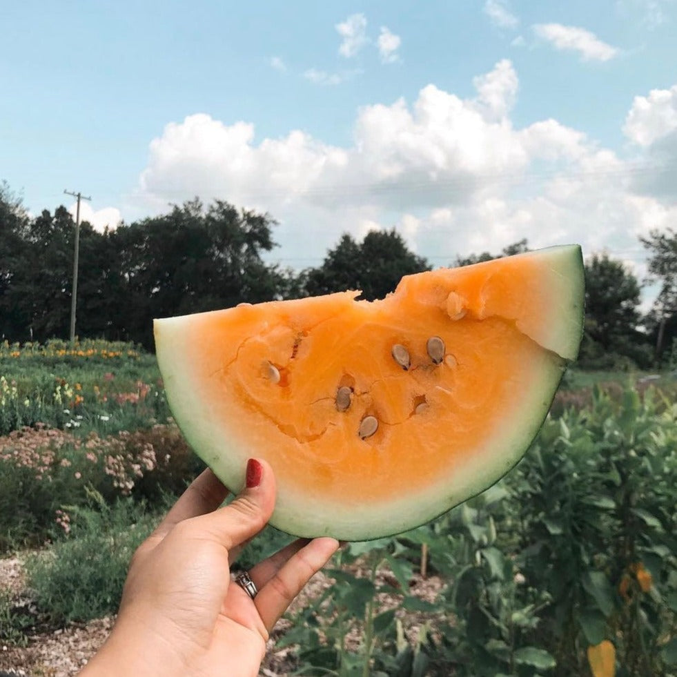Orangeglo Watermelon from MIgardener showing ripe orange flesh and green striped rind on a fresh watermelon.