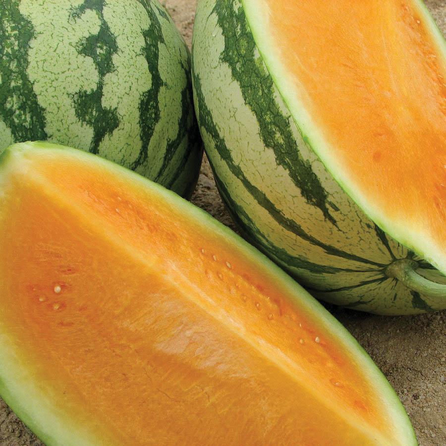 Fresh Tendersweet Orange Watermelon by MIgardener, showcasing vibrant orange flesh and green striped rind on the outdoor vine.