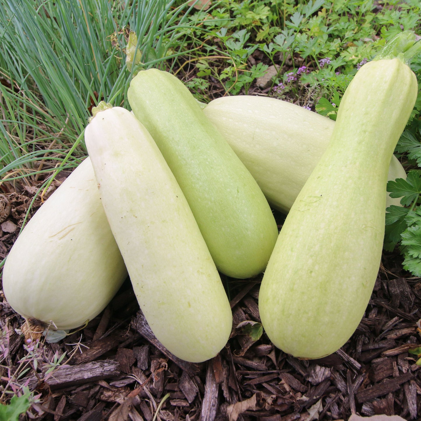 Ripening Bianco Di Trieste zucchini from MIgardener, showcasing glossy white zucchini with smooth skin and vibrant green stems.