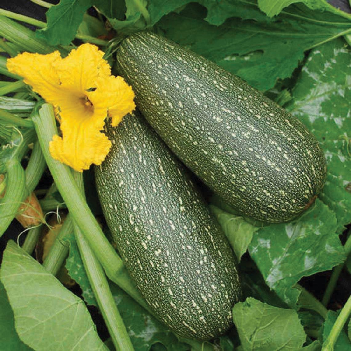 Grey zucchini from MIgardener, fresh and ripe, with a smooth grey-green skin, shown on a white background.