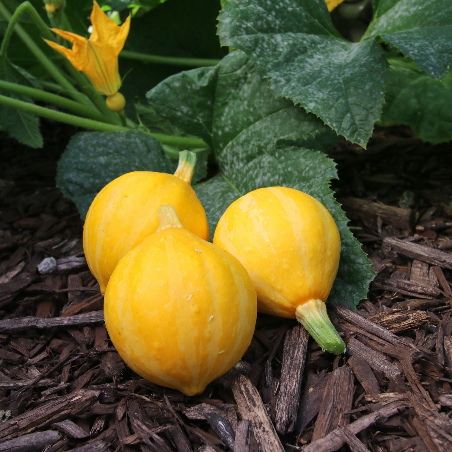 Fresh Lemon Squash zucchini from MIgardener, showcasing vibrant yellow-green zucchini with smooth skin and elongated shape.