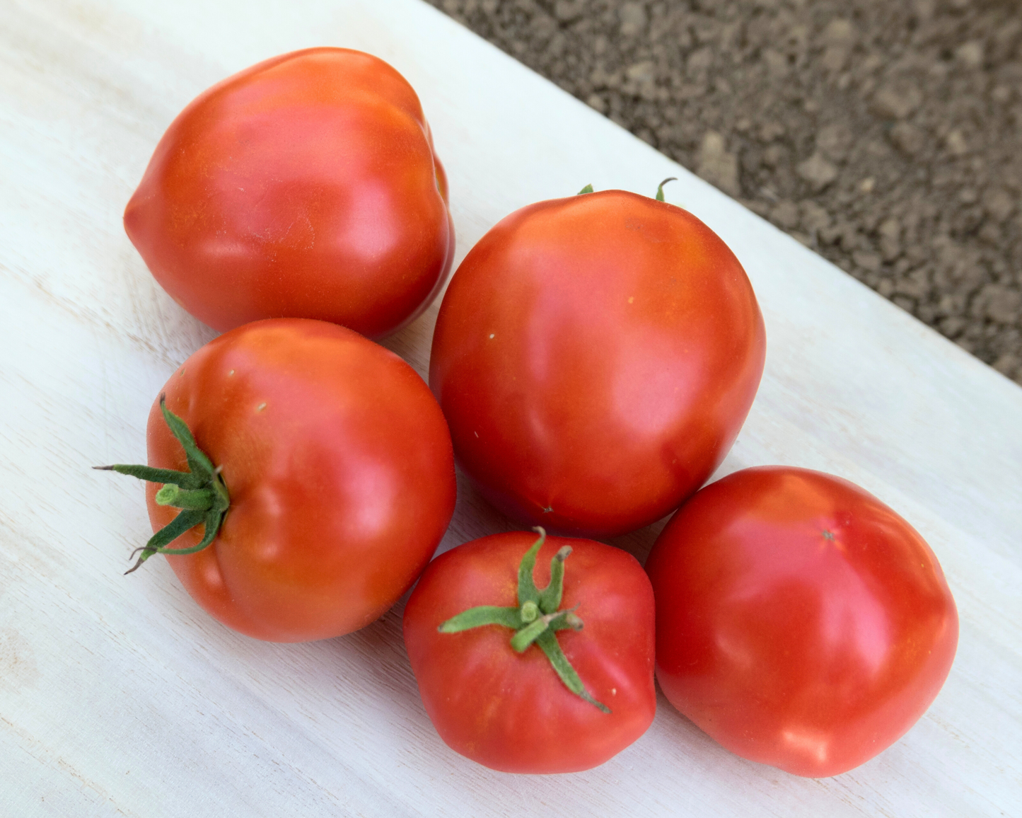 Mountain Pride Hybrid Tomato Seeds - Blessings Grow Meadows