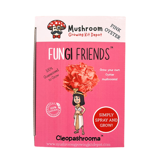 Pink oyster mushroom grow kit by Mushroom Growing Kit Depot in a box, featuring healthy pink oyster mushrooms on the kit.