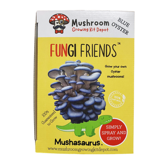 Blue oyster mushroom grow kit by Mushroom Growing Kit Depot in a box, featuring healthy oyster mushrooms ready for harvesting.