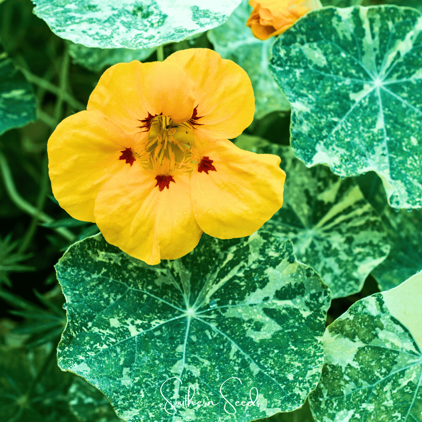 Alaska Mix Nasturtium seeds from Southern Seeds, featuring colorful flower and foliage images for planting and garden beauty.