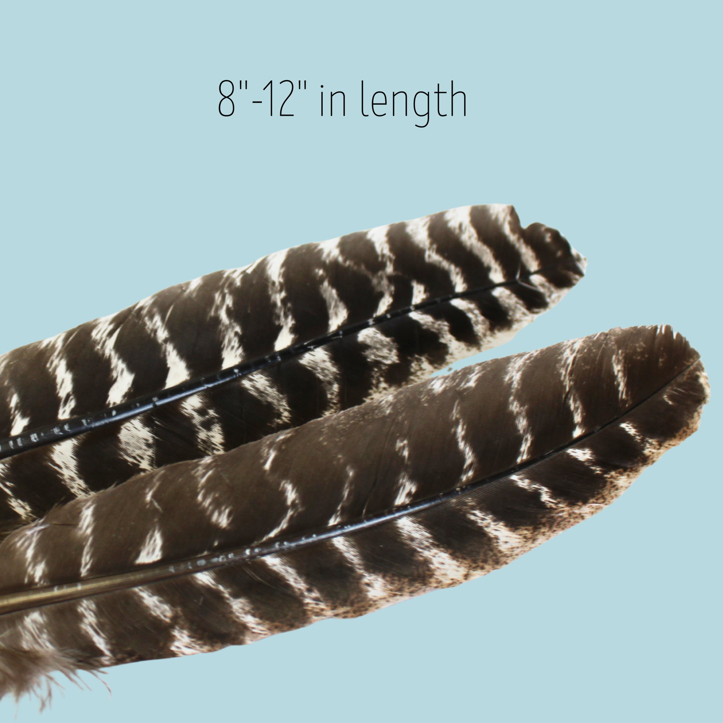 Natural Barred Turkey Rounds – 10 Pack (Premium Domestic Feathers)