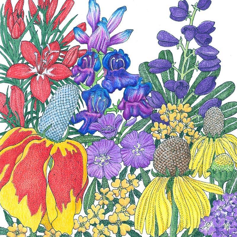 North American Perennial Wildflower Mix (lb) - Blessings Grow Meadows