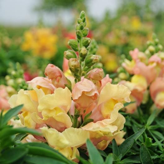 Appleblossom Snapdragon - Blessings Grow Meadows