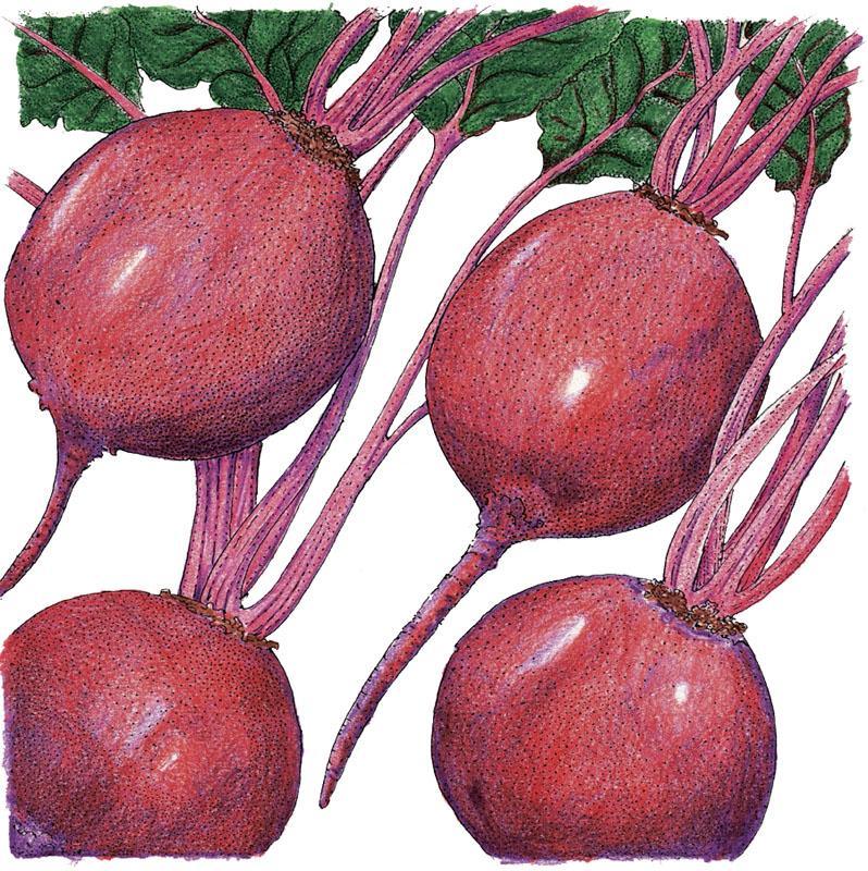 Early Wonder Tall Beet Seeds (Organic) - Blessings Grow Meadows