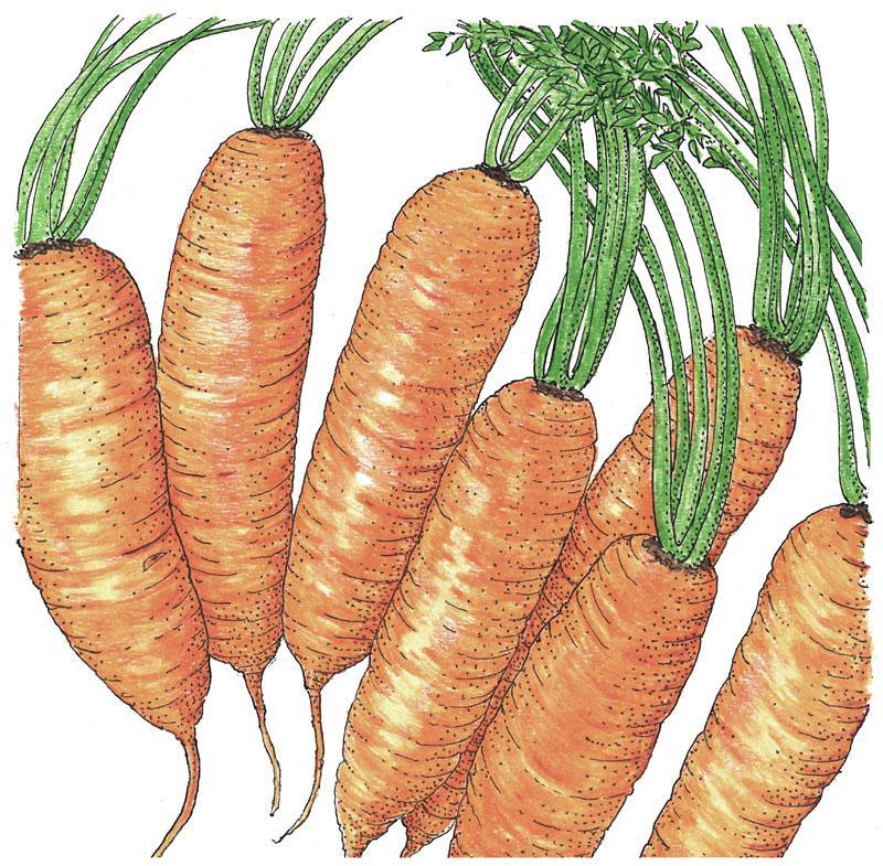 Little Finger Carrot Seeds (Organic) - Blessings Grow Meadows