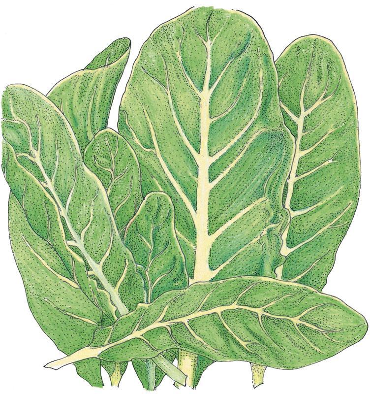 Little Gem Lettuce Seeds (Organic) - Blessings Grow Meadows