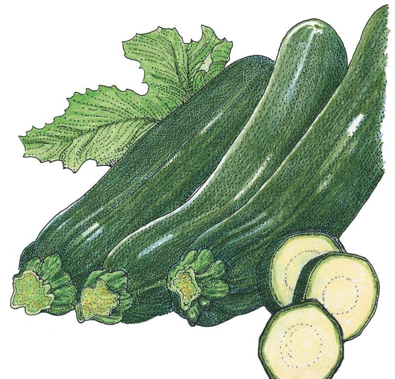 Dark Green Zucchini Summer Squash Seeds (Organic) - Blessings Grow Meadows