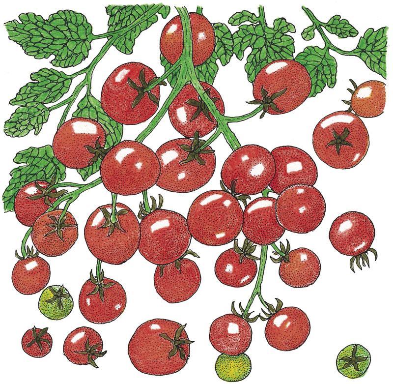 Sweetie Tomato Seeds (Organic) - Blessings Grow Meadows