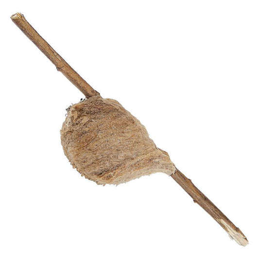 Praying Mantids Tenodera ardefolia sinensis (Case of approx 200 eggs) - Blessings Grow Meadows