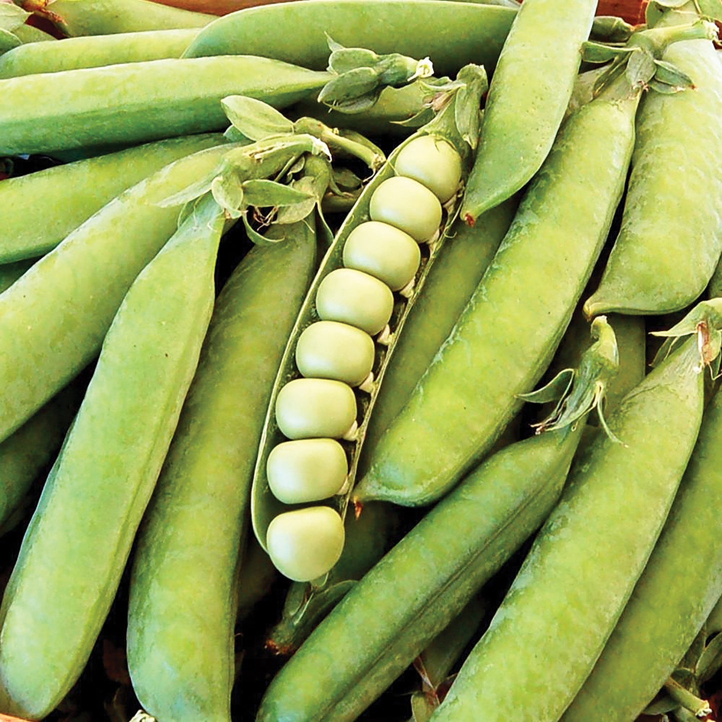 Thomas Laxton Pea - Blessings Grow Meadows