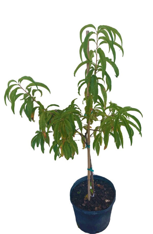 Tropic Beauty Dwarf Peach Tree Grafted Low Chill, Self-Fertile, Sweet & Juicy Fruit for Warm Climates (USDA Zones 8-10)