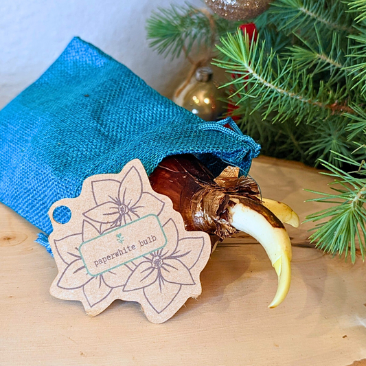A blue fabric pouch from Plantflix holds a Paperwhite Bulb with yellow sprouts. A decorative tag reads "Paperwhite Bulb," promising fragrant indoor winter blooms. Pine branches and ornaments add festive flair to the scene.