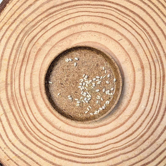 Dusty Miller Mix Seeds - Blessings Grow Meadows -