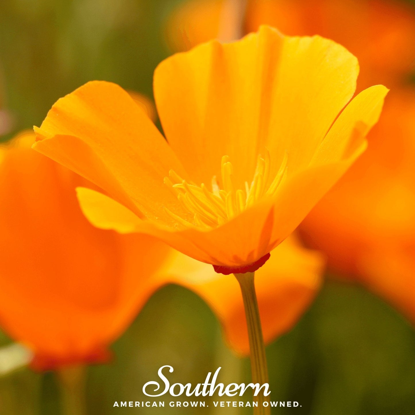 Orange California Poppy seeds from Southern Seeds, showing vibrant orange poppy flowers and seed packets for planting.