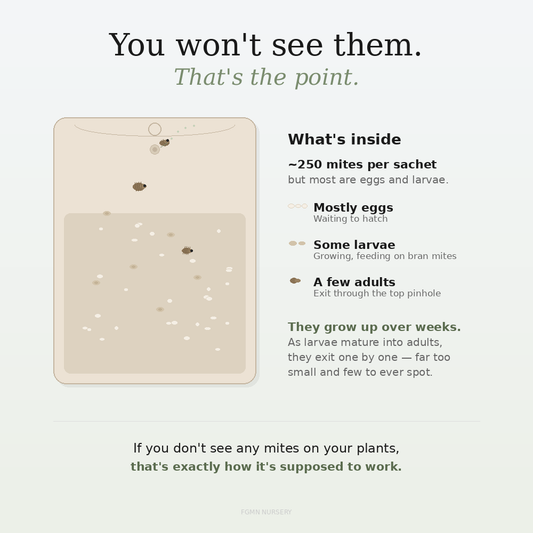 Amblyseius cucumeris Prevention Sachets