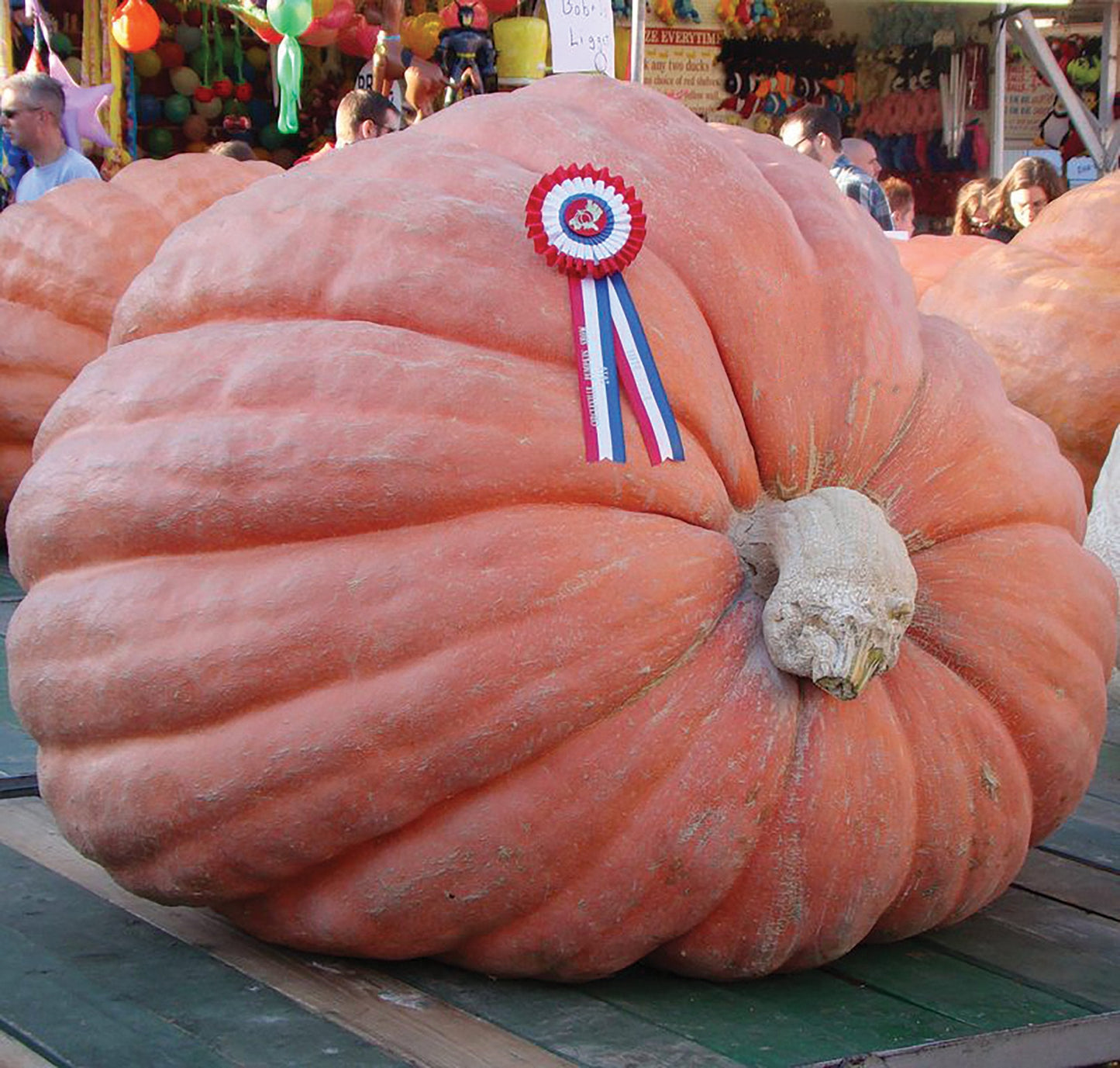 State Fair Winner Giant Pumpkin - Blessings Grow Meadows