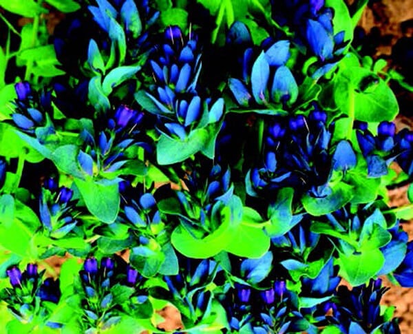 Purple Bells Cerinthe Seeds - Blessings Grow Meadows