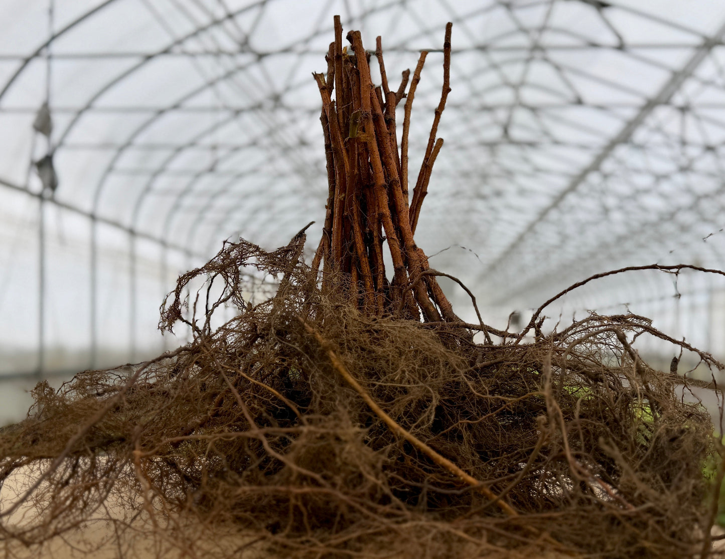 Bundle of 25 bare root Prelude Raspberry plants from The Farm On Central, showing healthy raspberry plant roots and foliage.