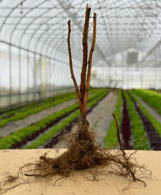Single Anne Raspberry bareroot plant from The Farm On Central showing healthy, lush raspberry canes ready for planting.