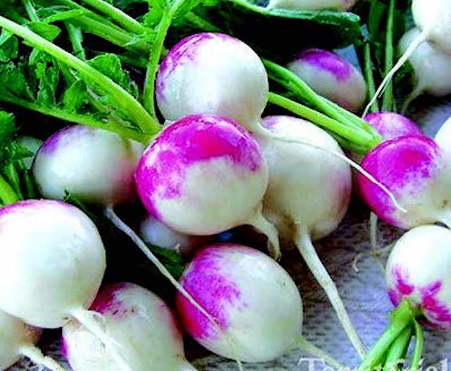 Red Head Radish Seeds - Blessings Grow Meadows