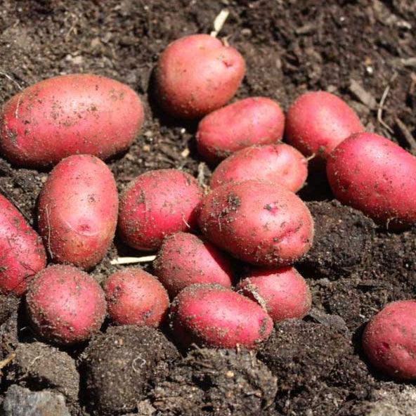 Organic Red Pontiac Seed Potato (lb) - Blessings Grow Meadows