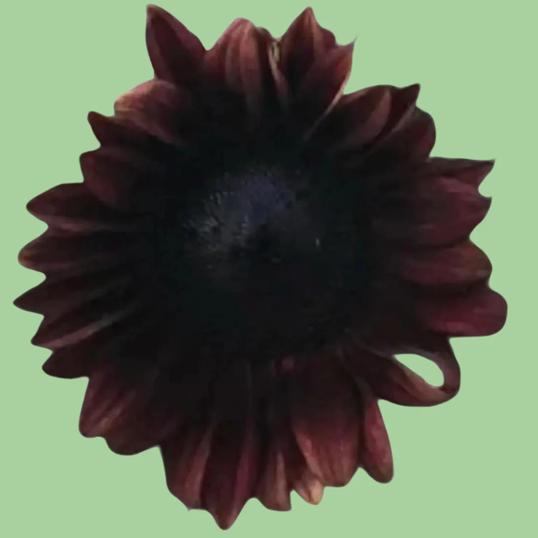Red sunflower ProCut seeds from John's Plant Adventures, showing vibrant red sunflower seeds in a close-up image.