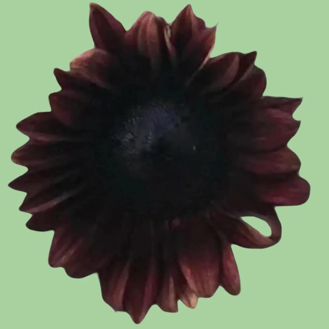 Red sunflower seeds from John's Plant Adventures, Sunflower ProCut variety, showing vibrant red seeds and plant details.