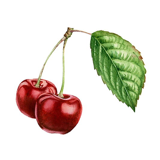 Cherry (Bitter Almond) Essential Oil by Rustic Strength features two red cherries with green stems and a leaf on a white background—ideal for bringing a sweet, fresh aroma to your aromatherapy or laundry routine.
