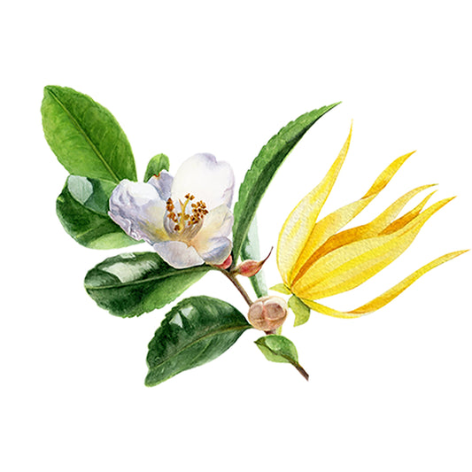 A botanical illustration of green leaves, a white flower with yellow stamens, and a yellow spiky bloom on one stem captures the essence of Rustic Strength’s Fruity Green Tea Phthalate-Free Fragrance Oil against a white background.
