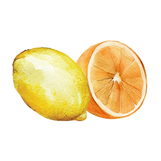 A watercolor of a whole lemon and half grapefruit on white captures the vibrant freshness of Rustic Strengths Lemon & Orange Essential Oil Blend, evoking the uplifting essence found in aromatherapy.
