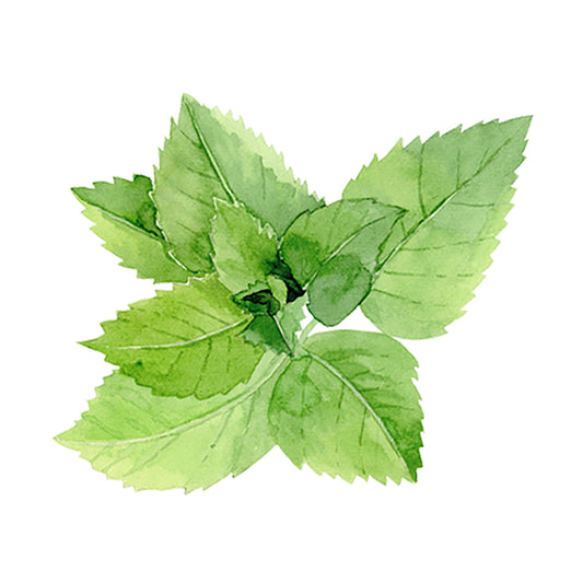 Bottle of Rustic Strength peppermint essential oil for scent, with fresh peppermint leaves in the background.