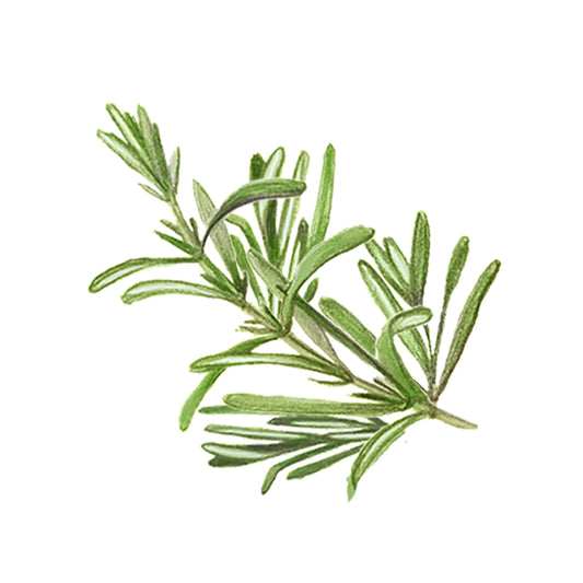 Rustic Strength Rosemary Essential Oil scent bottle with a clear glass container and natural herbal label.