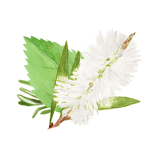 A watercolor of green leaves and a fluffy white bottlebrush flower highlights Rustic Strengths Rosemary, Mint & Tea Tree Essential Oil Blend, evoking fresh laundry notes and soothing aromatherapy.