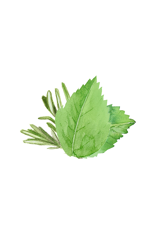 Soothing Shampoo | Rosemary & Mint - Blessings Grow Meadows