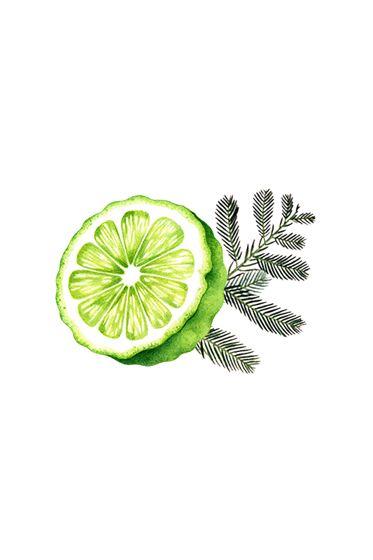 A watercolor of halved green citrus with white flesh and delicate botanical leaves evokes the fresh essence of Rustic Strength’s Floor Cleaner Concentrate | Bergamot & Cypress, set against a black background.