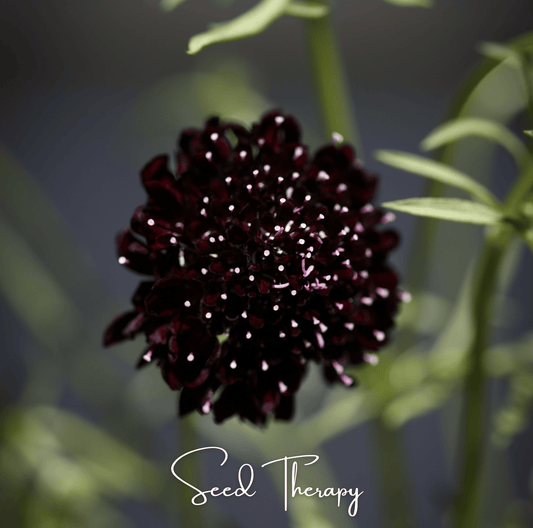 Black Knight Scabiosa seeds from Southern Seeds, showing dark purple flower buds and green foliage on a gardening background.