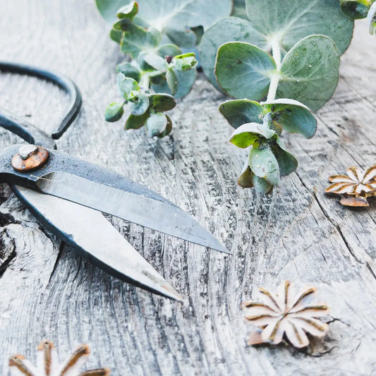 Forged steel pruners from Seattle Seed Company with sharp blades and ergonomic handles for gardening and pruning tasks.